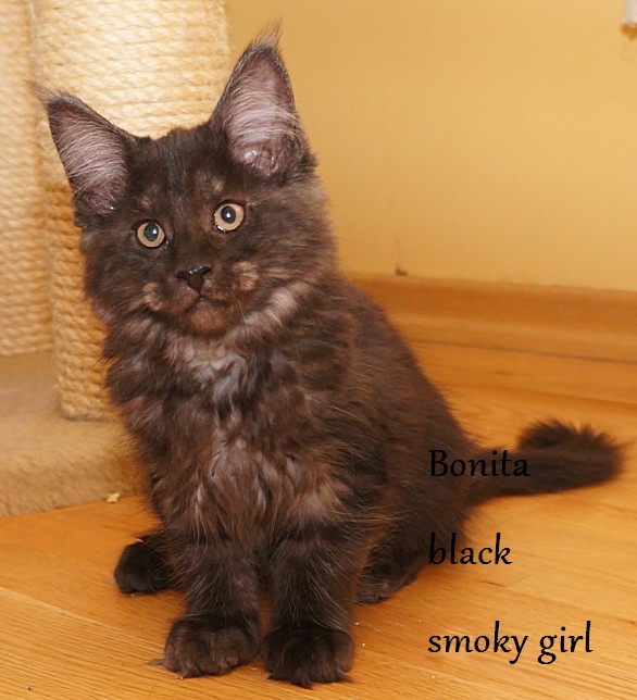 Litter B2 Raydusoleil Quinette and Top Coon Zorro