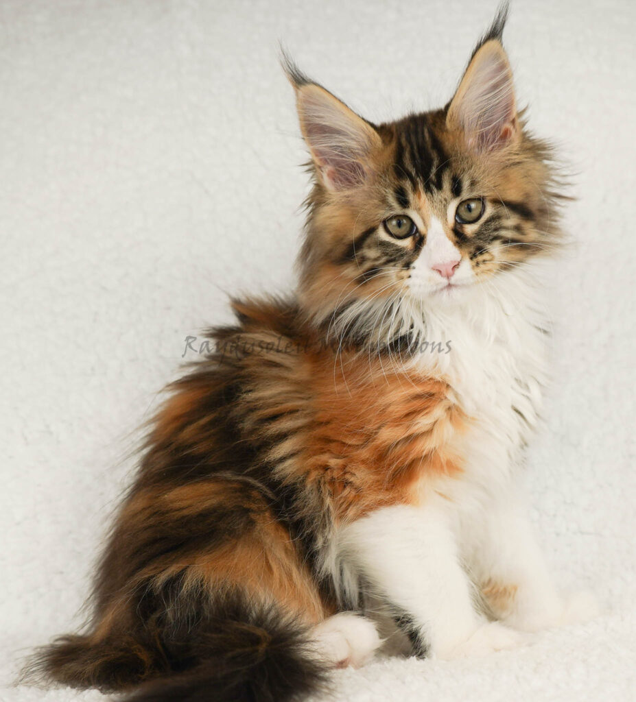 Luna Belle 11 weeks old Available