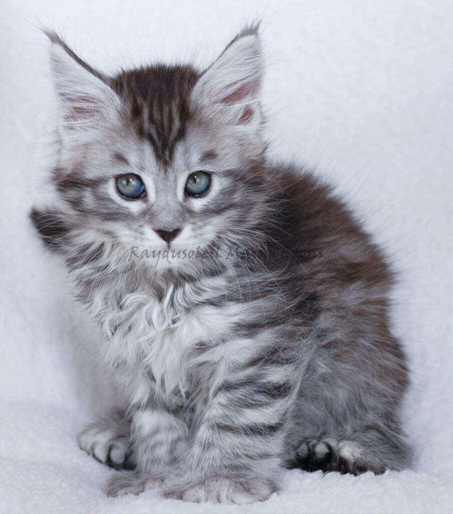 Maggie Polydactyl 10 weeks old – RESERVED for Alyssa from Sheboygan, WI