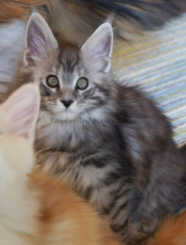 Mati Polydactyl 10 weeks old-RESERVED for Ana from Bloomington, IL