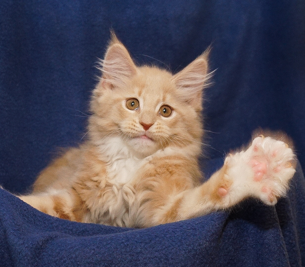 Litter L4 Top Coon Wera and Tribalcats Moomin of Raydusoleil