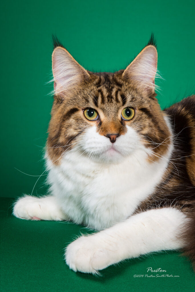 Raydusoleil Shadow – lives with Agnieszka and Rafal in Des Plaines, IL