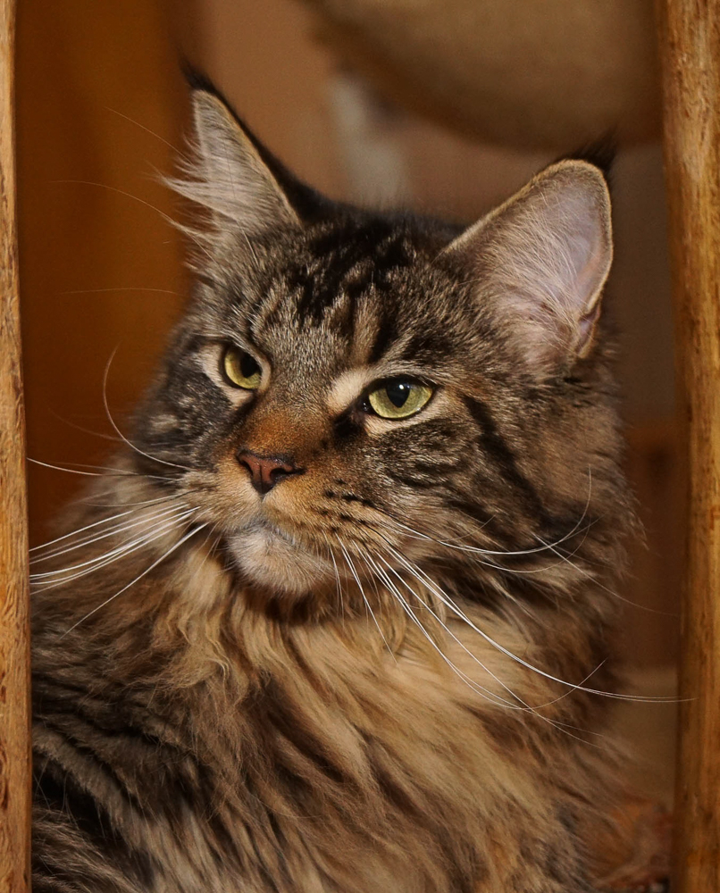 Raydusoleil Filippa – found a loving home with Kathy and Josh in Forsyth, IL