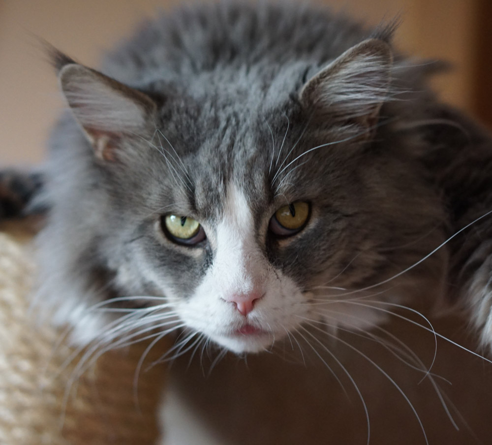 Tribalcats Moomin of Ray du Soleil – lives with new family in Lake Forest, IL