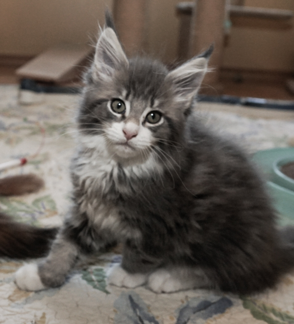 Litter O3 Raydusoleil Tequila and Tribalcats Moomin of Raydusoleil