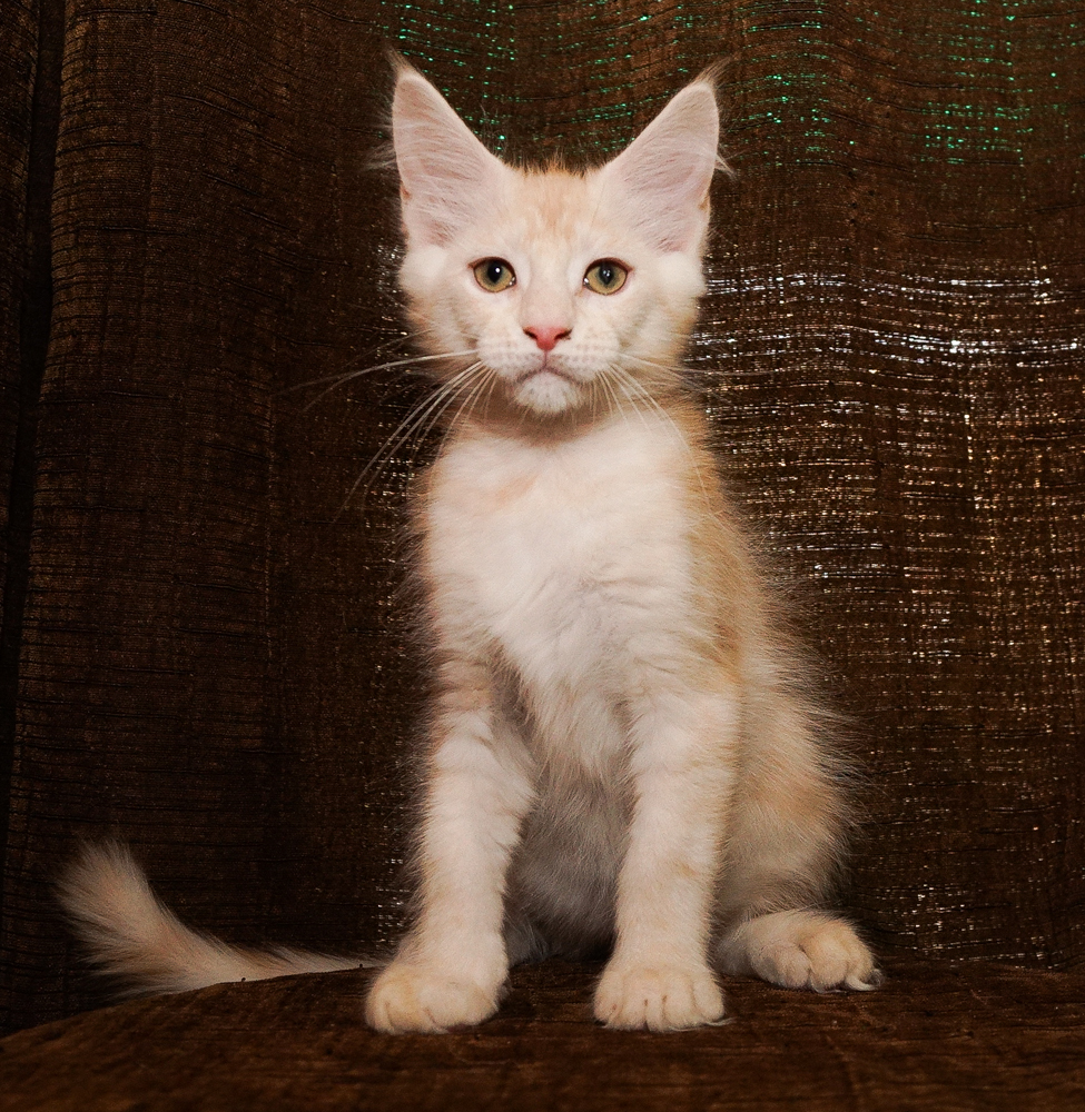 Litter T4 Raydusoleil Alessandra and Shedoros Xantos