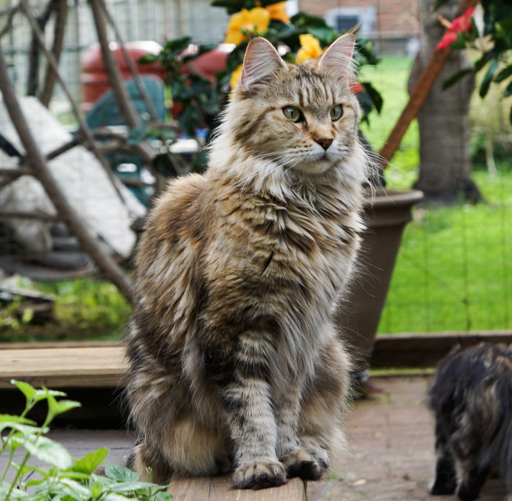 Raydusoleil Xena – lives with Catherine and Craig in Bloomingdale, IL