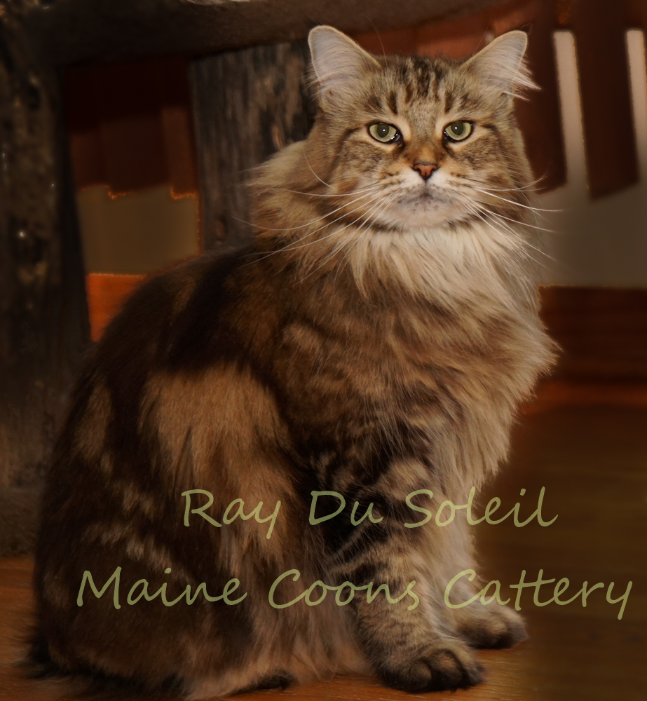 Raydusoleil Sabrina – lives with Catherine and Craig in Bloomingdale, IL