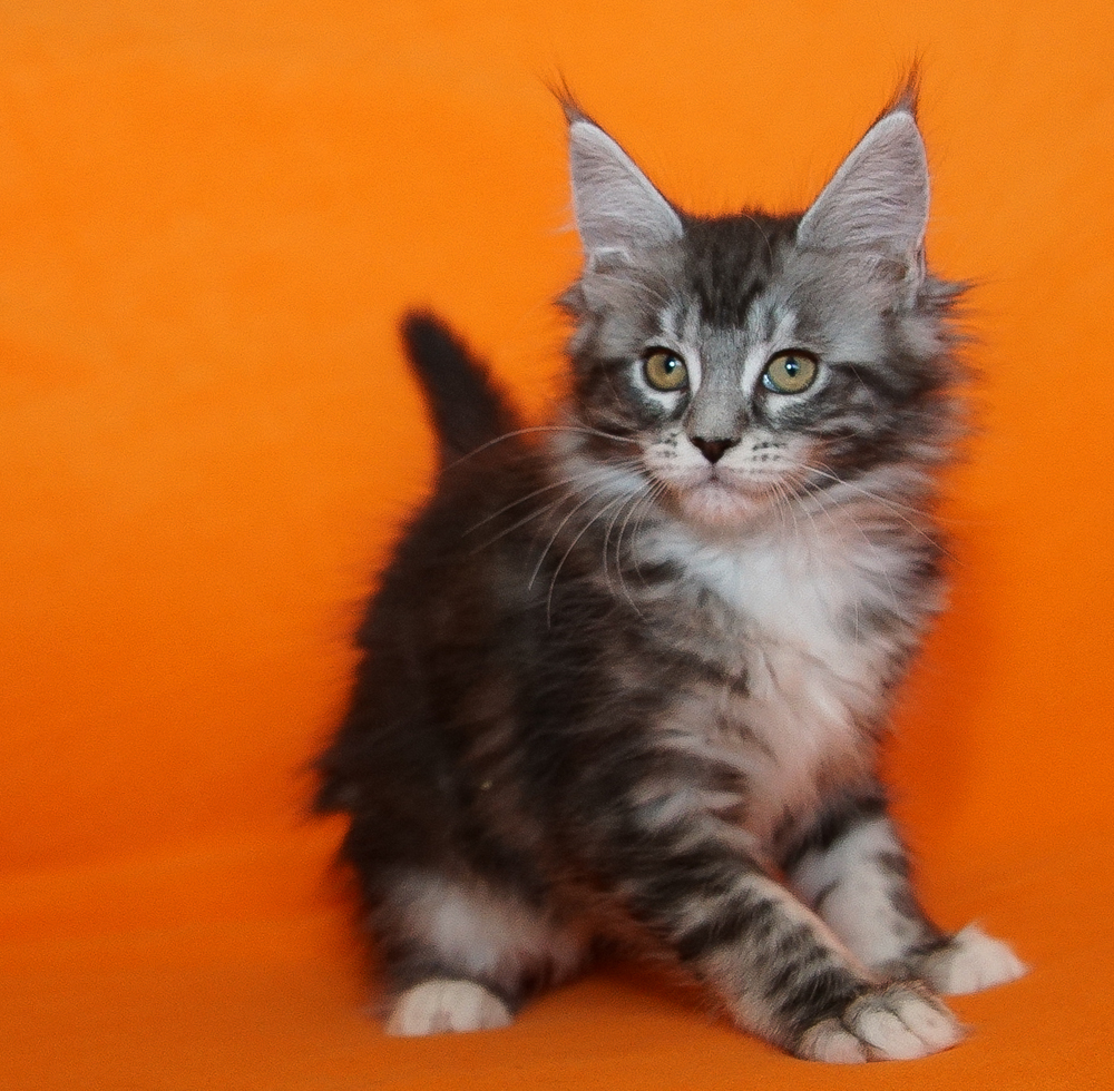 Litter B5 Raydusoleil Kamila and Shedoros Xantos of Raydusoleil