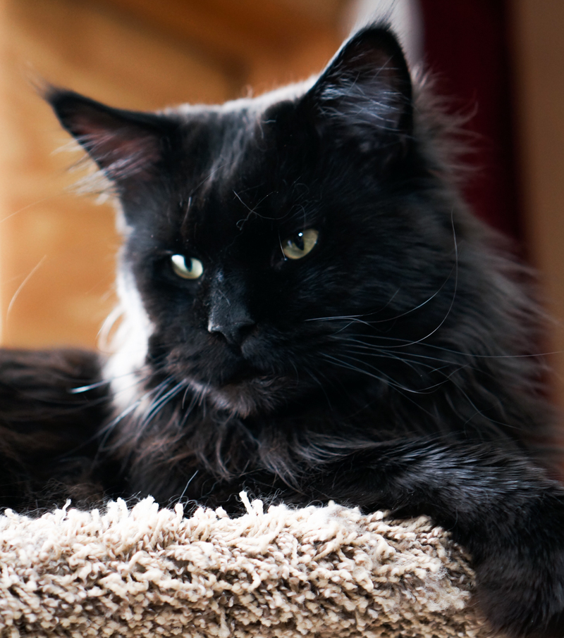 Top Coon X-Zorro of Raydusoleil – lives with Peter in Chicago, IL