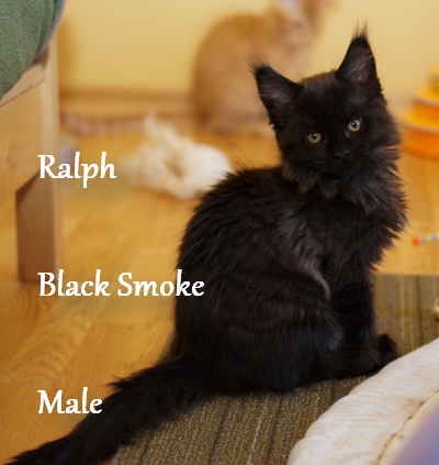 Litter R2 Top Coon Tanita and Top Coon Zorro