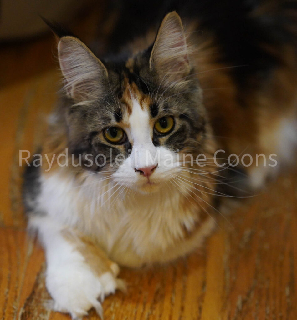 Filia Adrianny Beauty of Raydusoleil Polydactyl