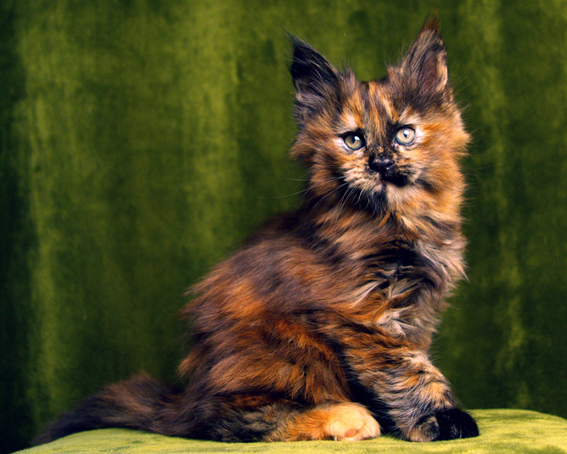 Litter C Top Coon Hopi and Top Coon Fiji