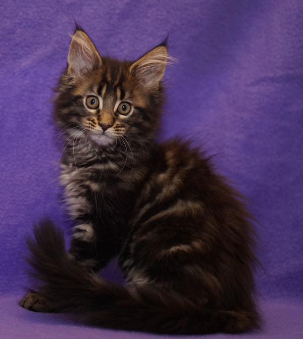 Litter E3 Top Coon Wera of Raydusoleil and Tribalcats Moomin of Raydusoleil