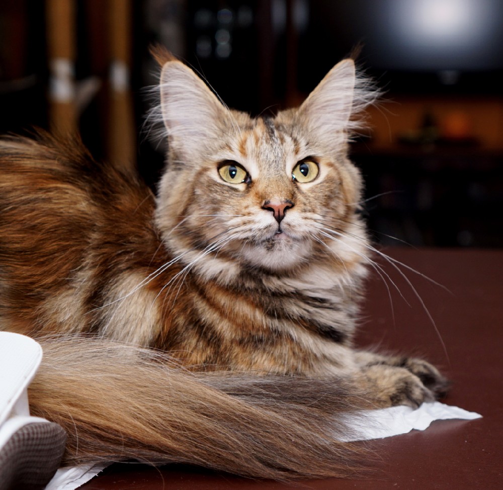 Top Coon Wera of Raydusoleil – lives with new family in Lake Forest, IL