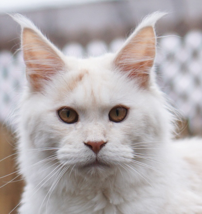 Muse Coons Karlie of Ray Du Soleil Maine Coons – lives with Becky and Dan in Milwaukee, WI