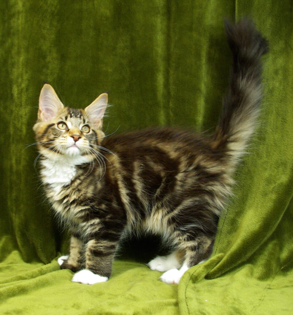 Litter B Velvet Jewel Kaya and Top Coon Fiji