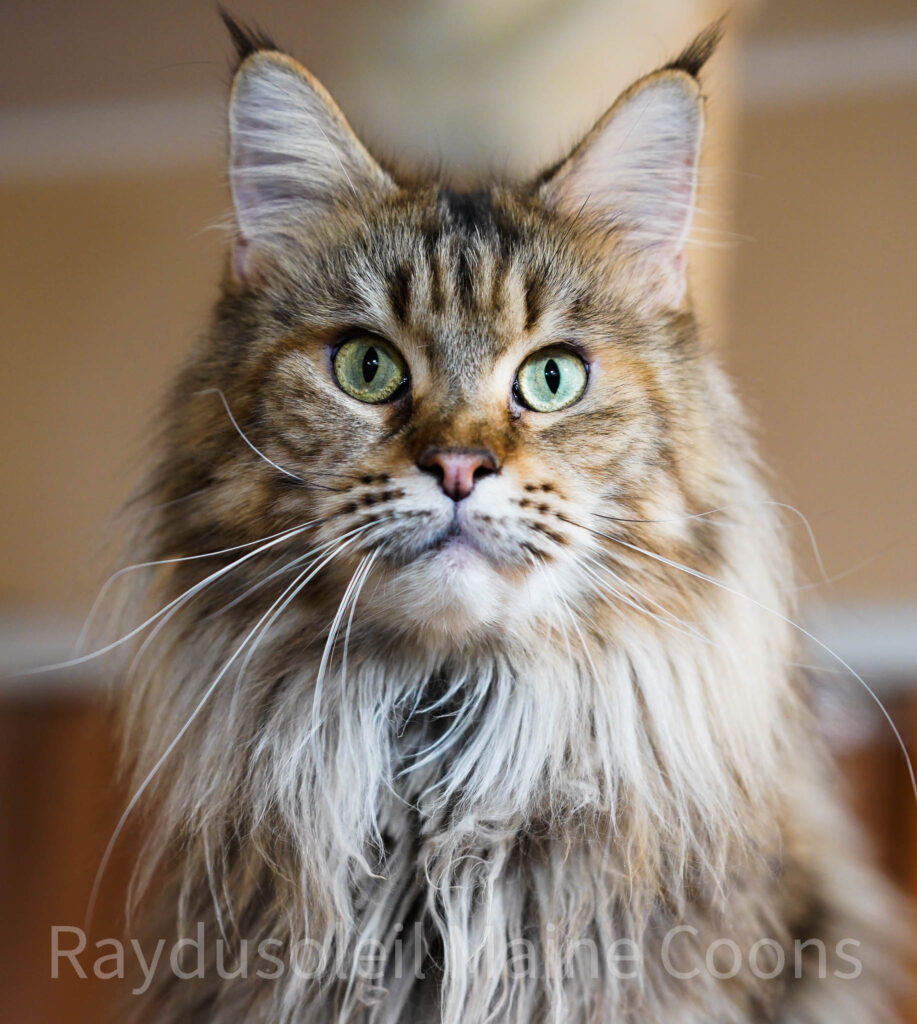 Raydusoleil Nina – lives with Kate and Sergio in South Carolina