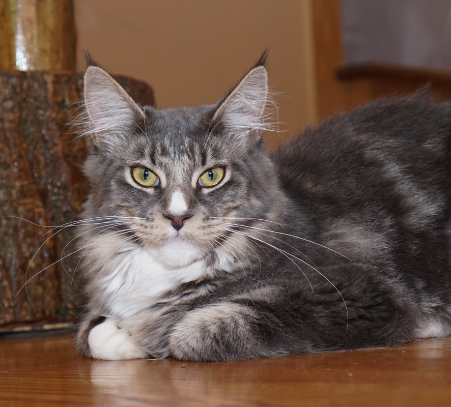 Raydusoleil Tequila – lives with Johanna in Chicago, IL