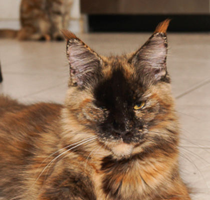 Villa Park PL Opal of Raydusoleil – lives with Yulia and Josh in Chicago, IL