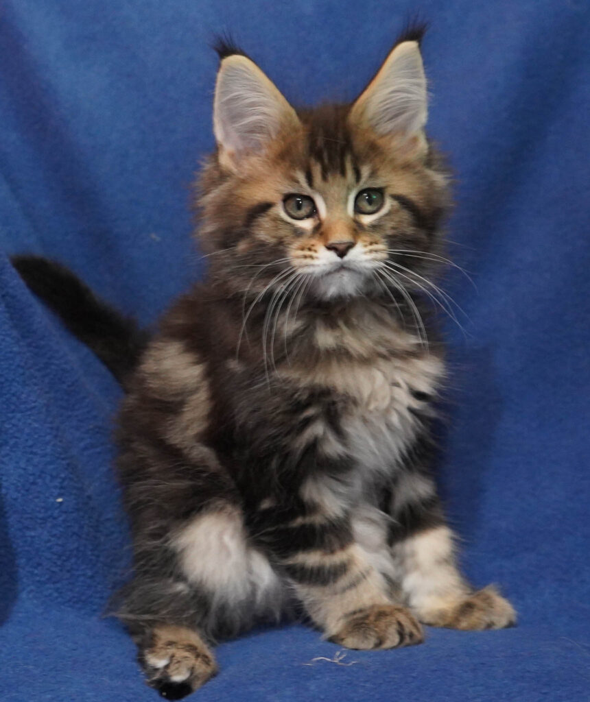 Litter B6 Filia Adrianny Anaise and Vivacoon Dorian