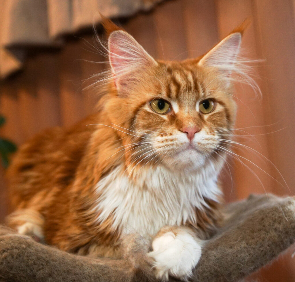 Honey – lives with Becca and family in Springfield, IL