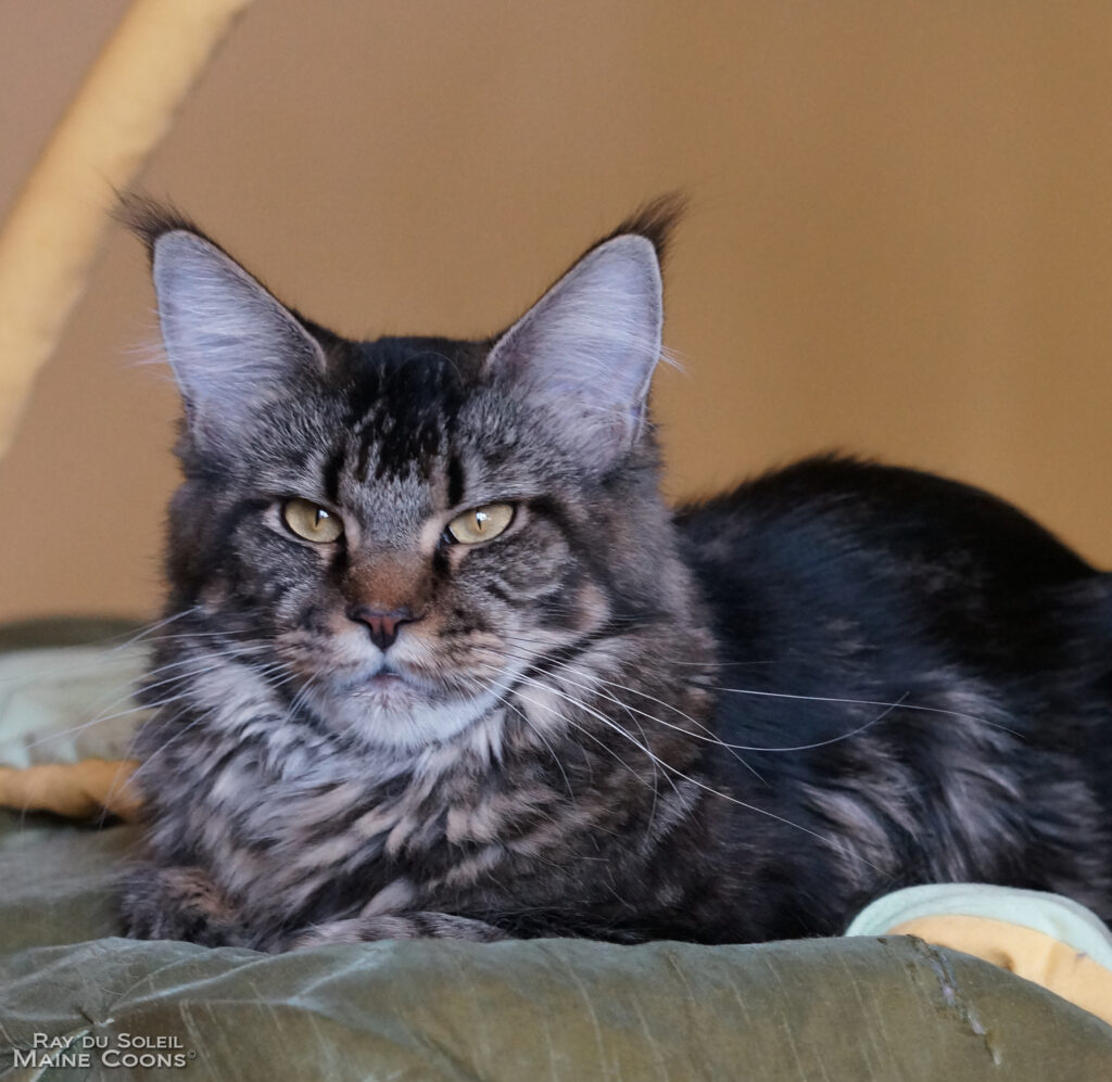 Raydusoleil Alexa – lives with Heidi in Chicago, IL