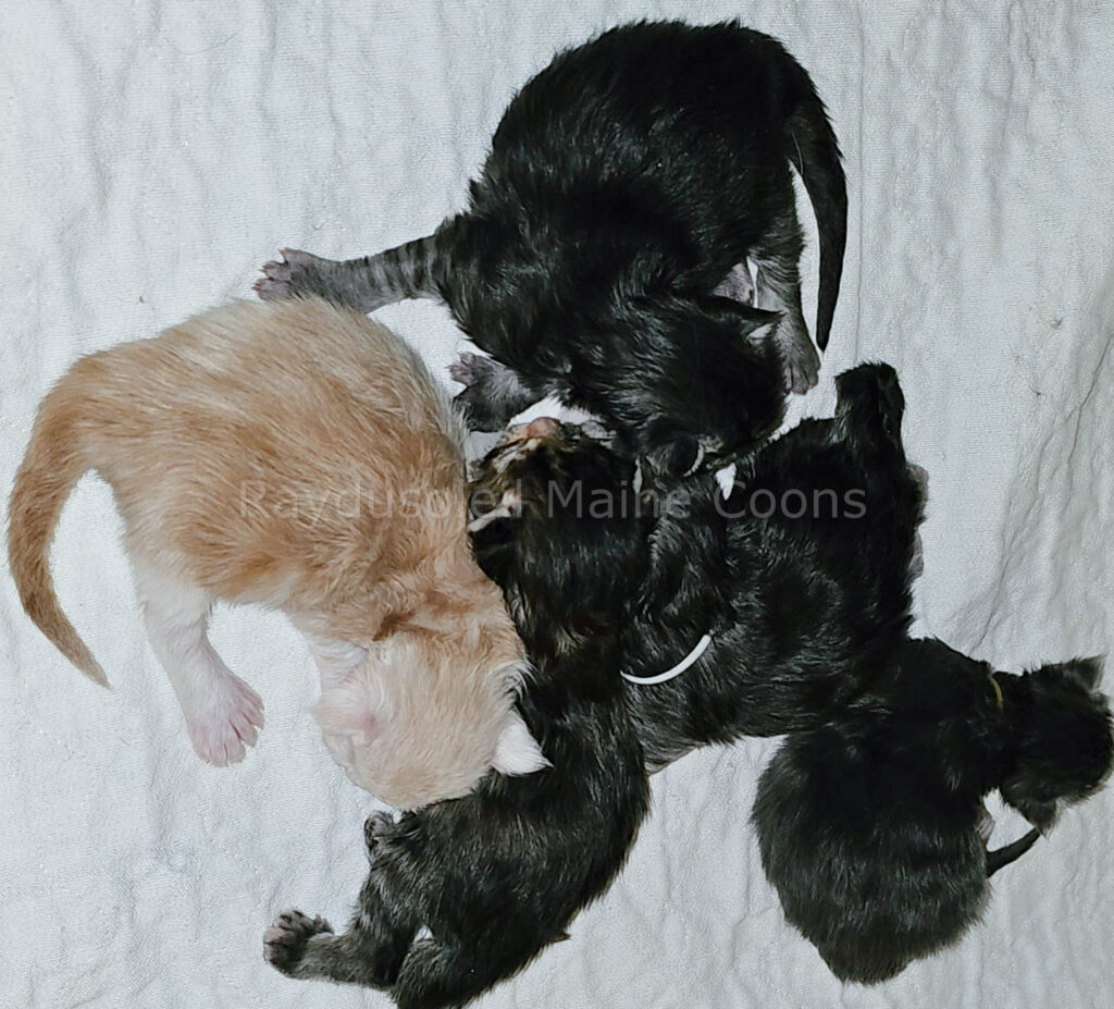 Litter M6 one week old
