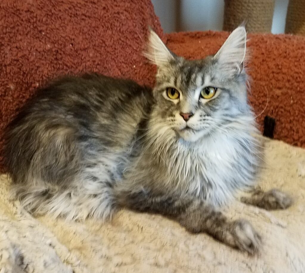 Raydusoleil Hanna – lives with Gypsy in Lincoln, IL