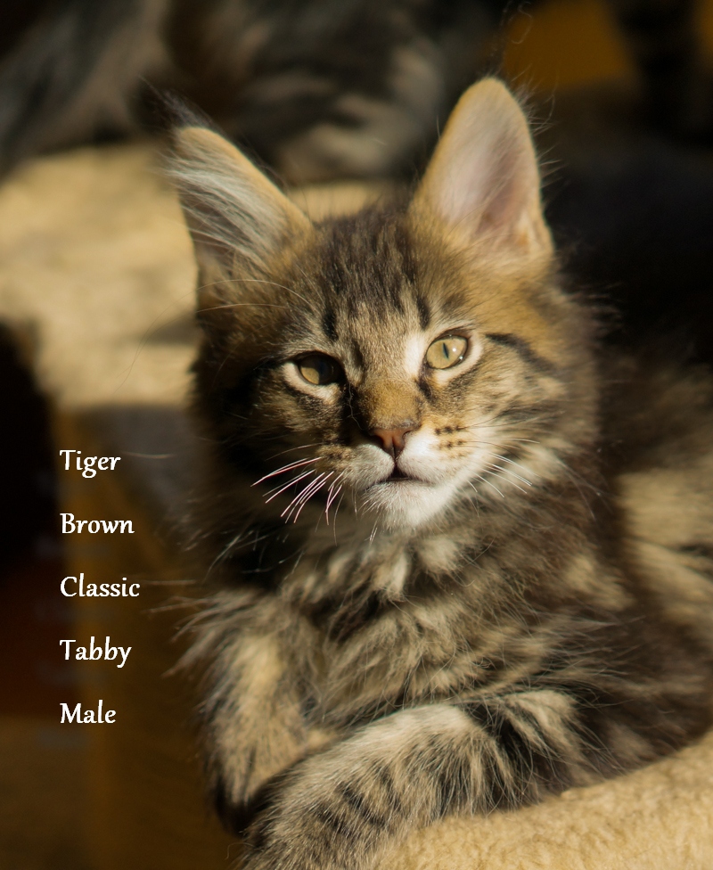 Litter T2 Top Coon Wera and VelvetJewel Yanni