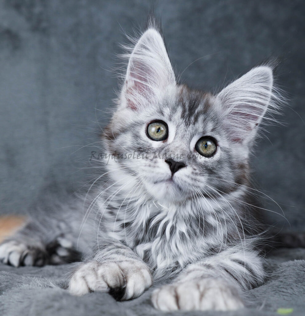 Maggie Polydactyl 10 weeks old – RESERVED for Alyssa from Sheboygan, WI