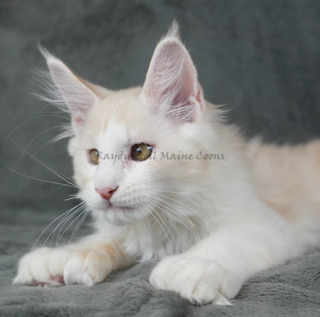 Marshmallow Polydactyl 10 weeks old – RESERVED for Cheryl from Dixon, IL