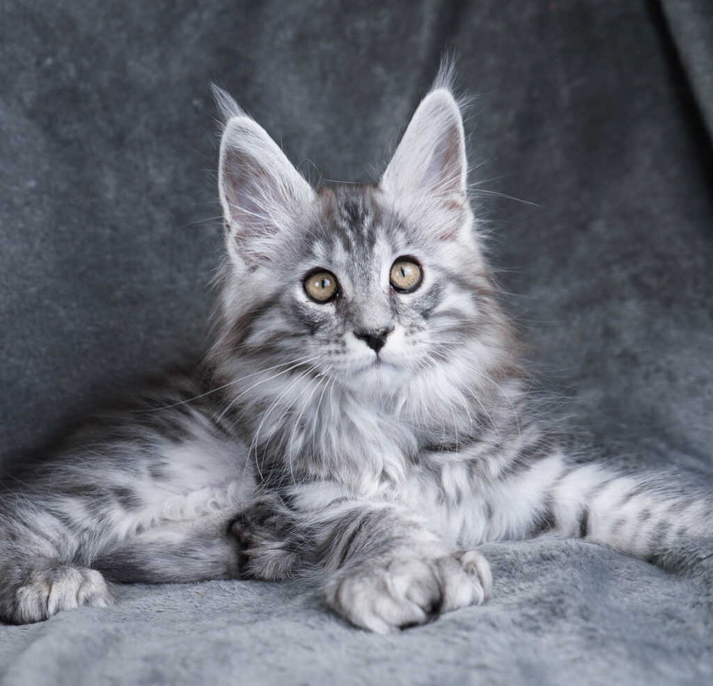 Mati Polydactyl 10 weeks old-RESERVED for Ana from Bloomington, IL