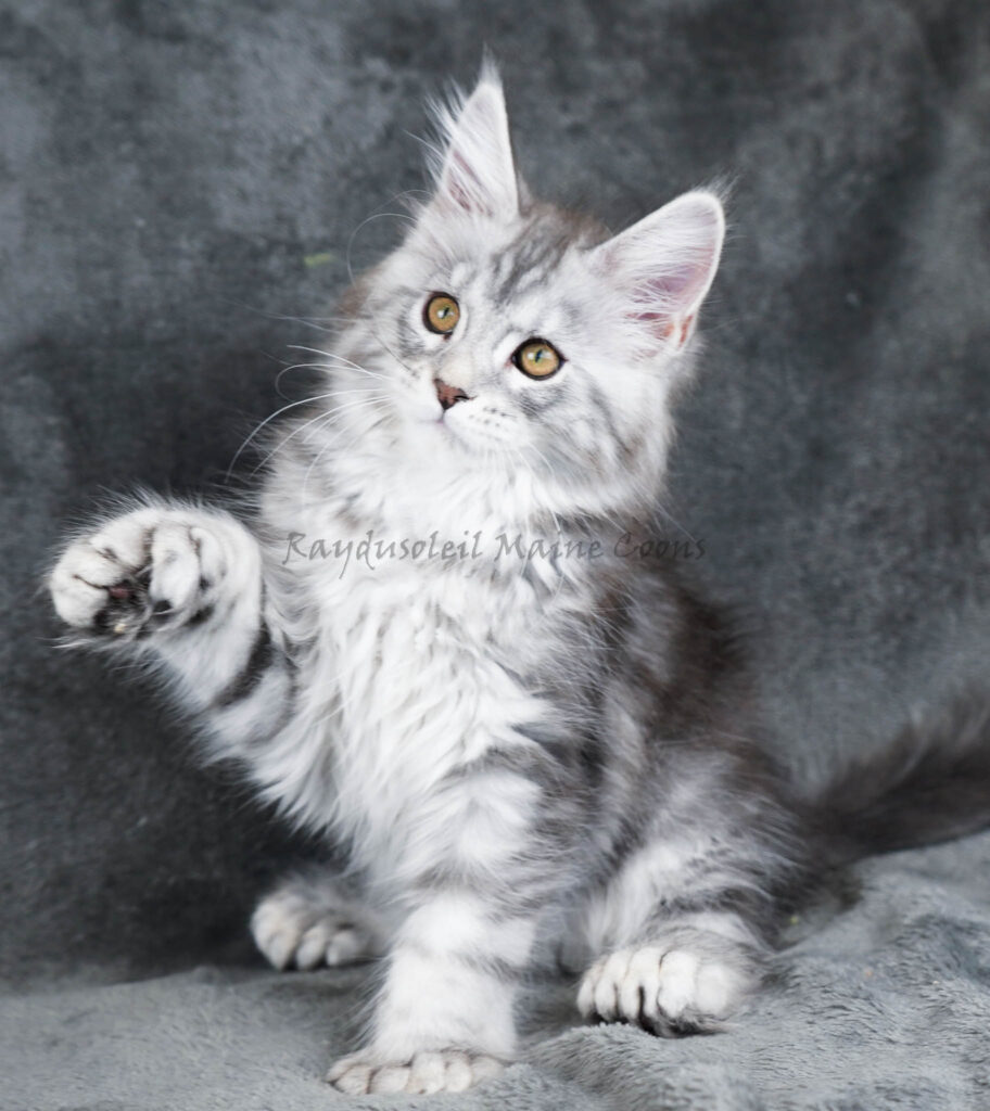Milky Polydactyl 10 weeks old RESERVED for Maria and Steve from Chicago, IL