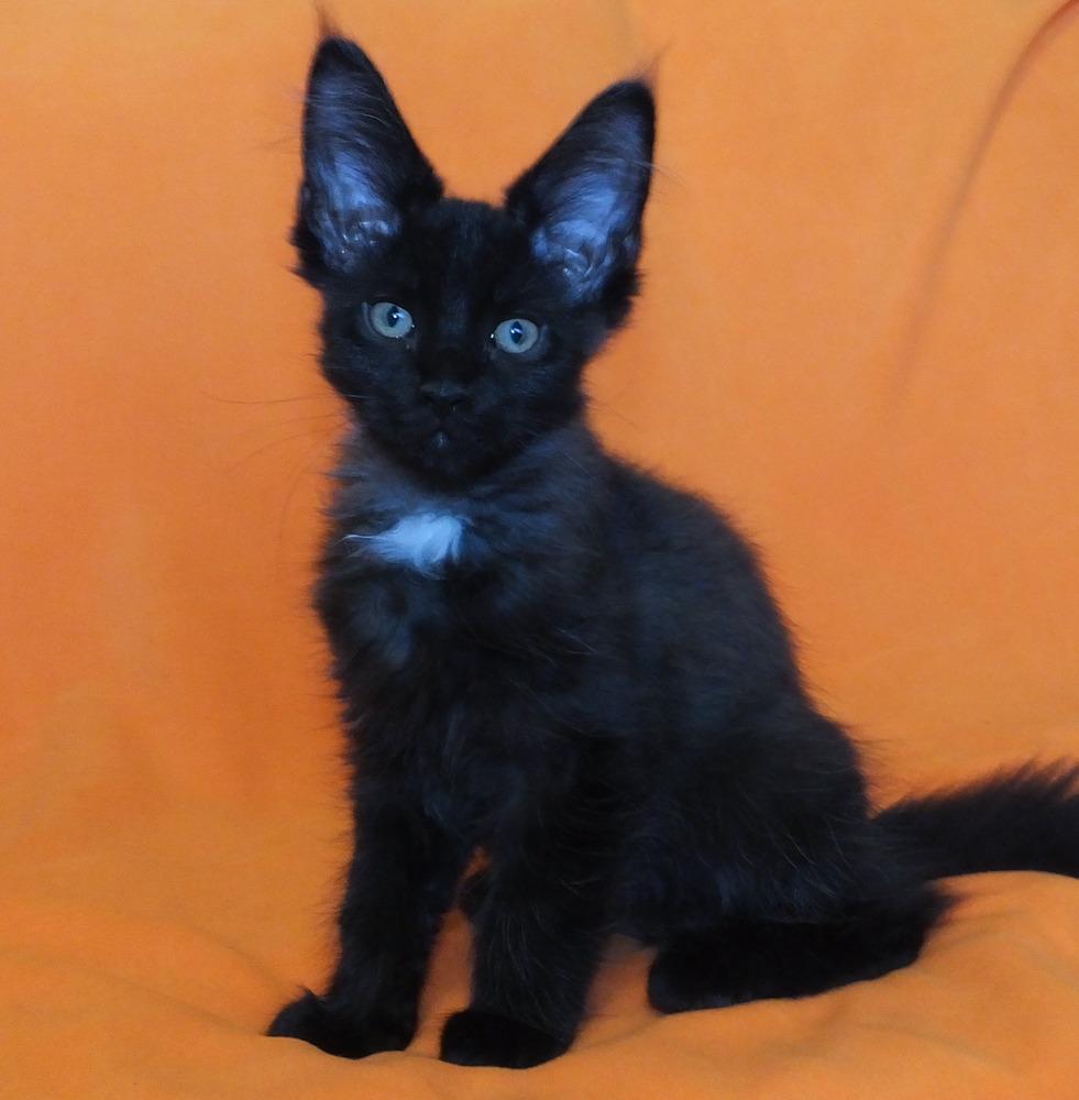 Litter E5 Raydusoleil Cleo and Raydusoleil Ivey