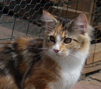 RockStarCats Gypsy Quinn – lives with Hanna in Lincoln, IL
