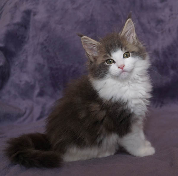 Litter C3 Raydusoleil Tequila and Tribalcat Moomin of Raydusoleil