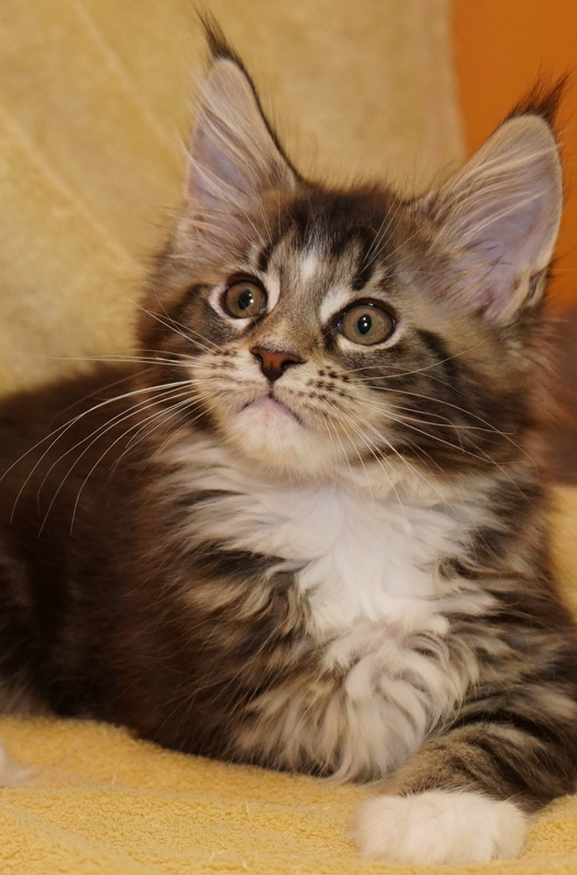 Litter L3 RockStarCats Gypsy Quinn of Raydusoleil and Top Coon X-Zorro of Raydusoleil