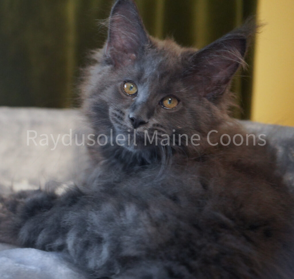 Litter O5 Raydusoleil Lucy and Ripple Spod Wawelu a.k.a Niko
