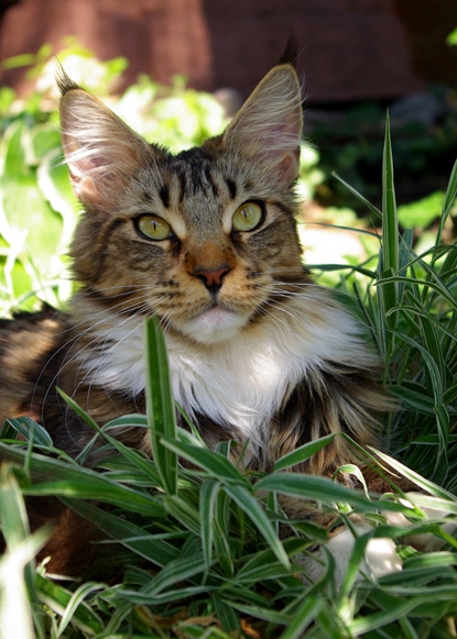 Velvet Jewel Kaya of Raydusoleil – lives with Agnieszka and Rafal in Des Plaines, IL