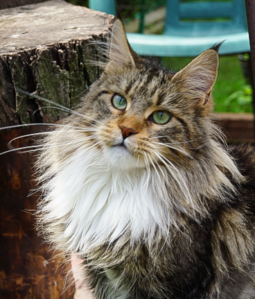 Raydusoleil Fayola – lives with Janina and Mark in Stickney, IL