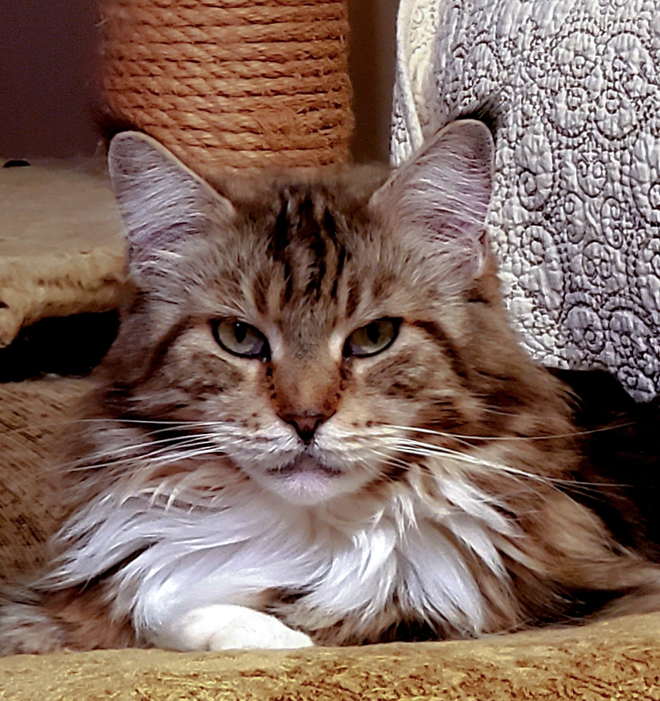 Triskel Amy of Raydusoleil – lives with Anntoinette in Chicago, IL